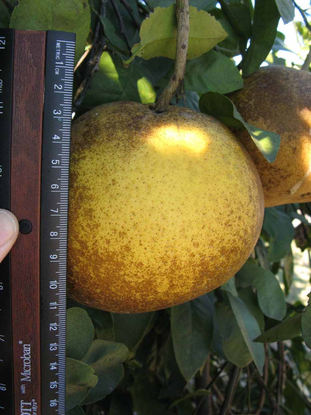              Fruit (Winter Haven, FL)       